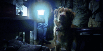 Good Boy
