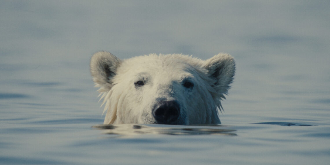 nuisance bear scene shows a bear in the water