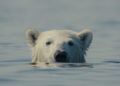 nuisance bear scene shows a bear in the water
