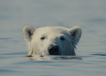 nuisance bear scene shows a bear in the water