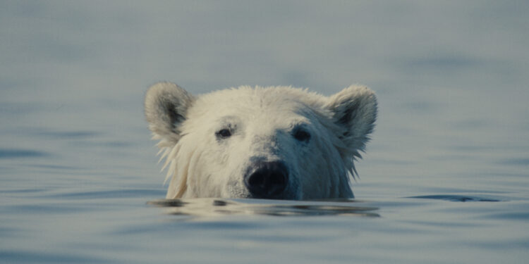 nuisance bear scene shows a bear in the water
