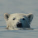 nuisance bear scene shows a bear in the water