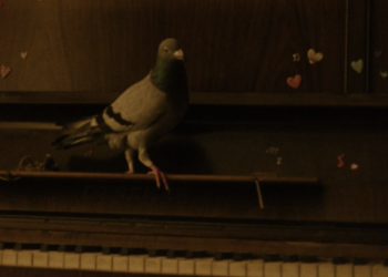 Indy Shorts: ‘The Pigeon’ Mingles Grief and Humor with the Help of an Unexpected Flying Friend