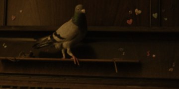 Indy Shorts: ‘The Pigeon’ Mingles Grief and Humor with the Help of an Unexpected Flying Friend