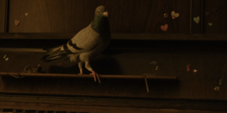 Indy Shorts: ‘The Pigeon’ Mingles Grief and Humor with the Help of an Unexpected Flying Friend