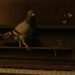Indy Shorts: ‘The Pigeon’ Mingles Grief and Humor with the Help of an Unexpected Flying Friend