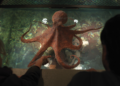 Remarkably Bright Creatures Octopus Marcellus
