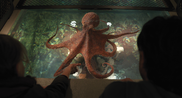 Remarkably Bright Creatures Octopus Marcellus